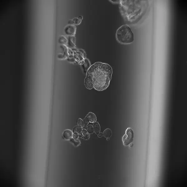 Light sheet microscopy Porcine enteroids